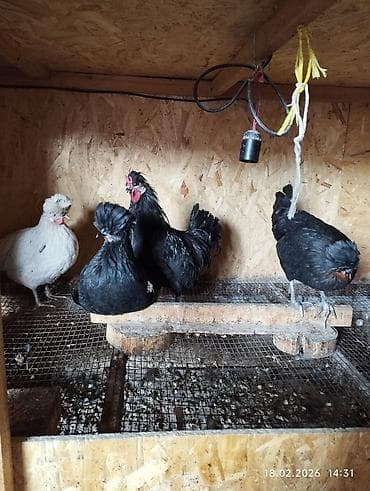 белый леггорн: Продаю карликов. петушок и 3 курочки. 5 месяцев начинают — 2
