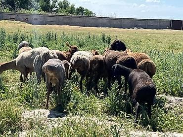 баран кара балта: Продаю | Овца (самка), Баран (самец) | Гиссарская | Для разведения, Для шерсти, На забой | Матка, Ярка, Кастрированные — 4