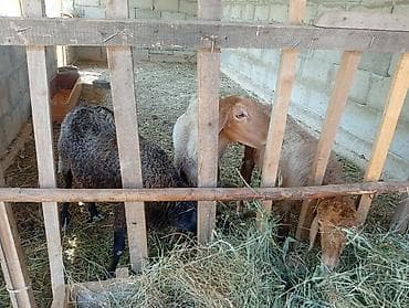 певчий попугай цена: Продаю | Баран (самец) — 5