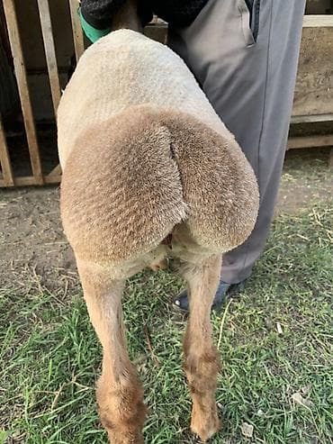 собачий мясо: Продаю | Ягненок | Эдильбаевская | Для разведения | Племенные — 7