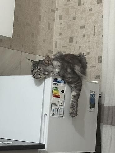 продаю собаку: Мейн-кун, 2 года, Мальчик, Приучена к лотку, Проглистована — 3