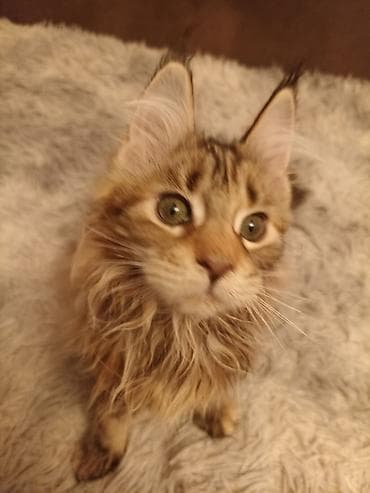Кошки: Породистые котята мейн-кун - Крупный формат, мощный костяк, длинные — 1