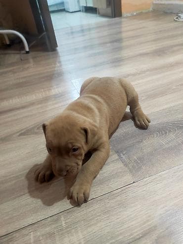 щенок немецкой овчарки купить: Питбуль, 1 месяц, Самец — 1