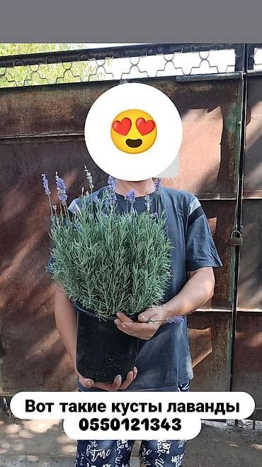 кактусы бишкек: Продаю лаванду взрослые кусты. Бишкек — 1