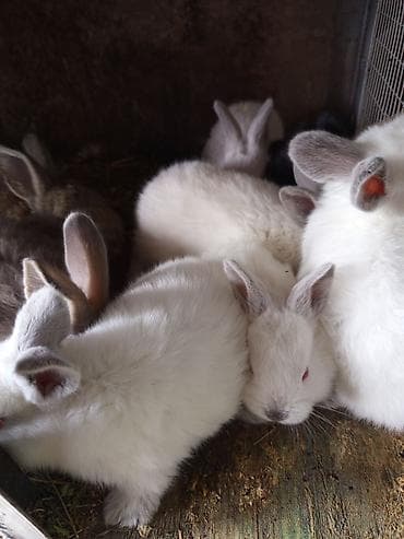 где купить утят: Продаю | Крольчата | Для разведения — 1