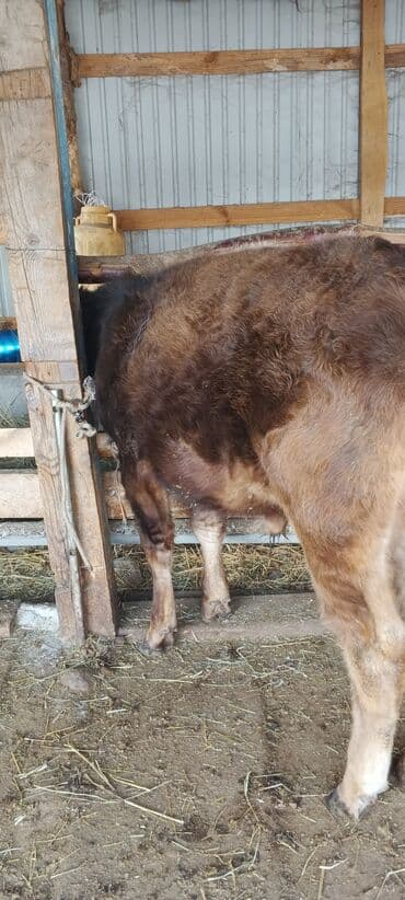 собака долматинец: Бычок жашы 1.3 айлык — 2