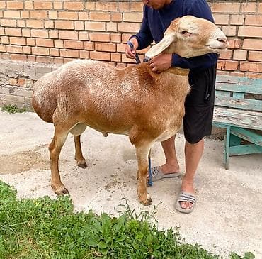 Продаю | Баран (самец) | Арашан | Для разведения | Племенные at lalafo.kg Продаю | Баран (самец) | Арашан | Для разведения | Племенные