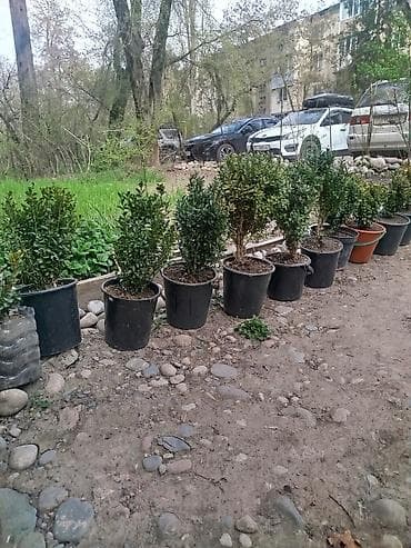 самшиты круглые: Самшит вечнозелёный в контейнерах - Кусты самшита (Buxus — 5