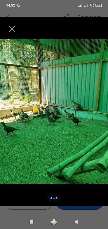 охота собака: Продам молодых охотничьих фазанов — 3