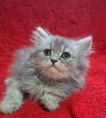 Скотиш Страйт (Шотландская прямоухая), 2 месяца, Мальчик, Приучена к лотку, Проглистована