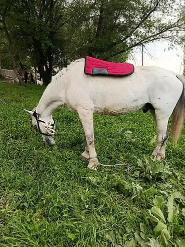 петух голошейка: Продаю | Конь (самец) | Конный спорт | Мерин — 1