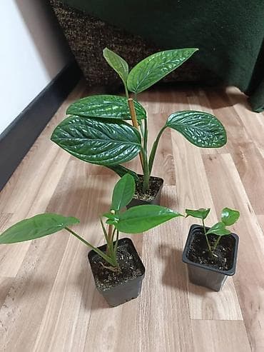 уличные цветы: Слева сингониум Монстера Карстенианум посередине И справа монстера — 1