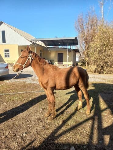 Грызуны: Продаю | Конь (самец) | Для разведения | Мерин — 4