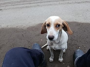 Пойнтер, 8 месяцев, Самка, С родословной