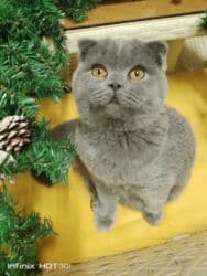 домик для кот: Скотиш Фолд (Шотландская вислоухая), 4 месяца, Мальчик, Голубой, Приучена к лотку, Проглистована, С документами — 4