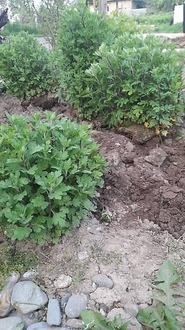 цветок разновидность молочая: Кусты хризантем многолетних сортов для сада и клумб. - Компактные — 1