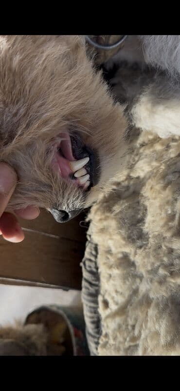 длинношерстная немецкая овчарка: Порода: жесткошёрстный фокстерьер (классический окрас — белый с — 5