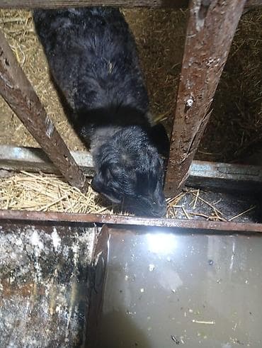 ягнята кочкоры: Продаю | Овца (самка) | Для разведения — 1