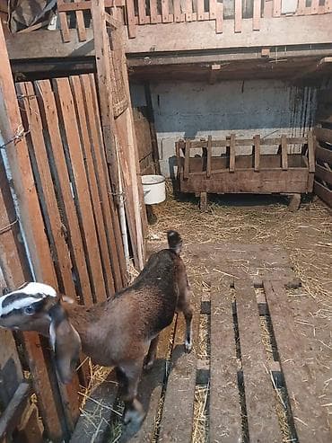 голуби голубей: Продаю | Козлёнок | Нубийская | Для разведения | Племенные — 3