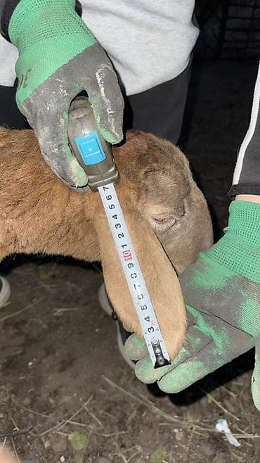 долан овцы: Продаю | Овца (самка), Ягненок, Баран (самец) | Арашан | Для разведения — 6