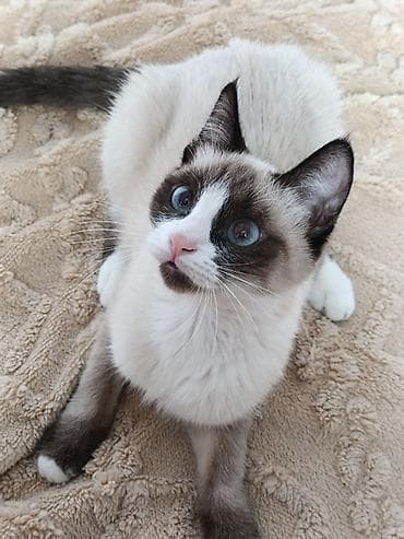 Үй жаныбарлары үчүн товарлар: Котёнок с окраcом поинт (сиал-поинт/сноу-шу тип): бело-коричневая — 2