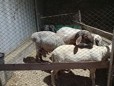 продам курей: Продаю | Баран (самец) | Для разведения — 10