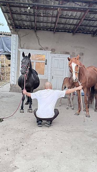 иттер ош: Сатам | Бээ (ургаачы) | Көбөйтүү үчүн | Асыл тукумдуу — 9