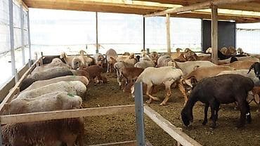 союшка кой: Продаю | Овца (самка), Ягненок, Баран (самец) | Для разведения — 2