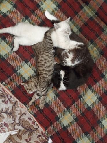 котята отдам в добрые руки: Котята . отдам в хорошие руки. - На фото — помет из трёх котят: два — 6