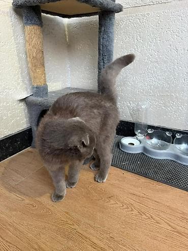 купить мальков осетра: Шотландская вислоухая кошка (Scottish Fold), окрас: сплошной голубой — 4