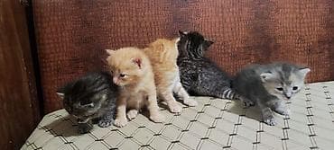 Үй жаныбарлары: Котята, помёт из 5 малышей, 2 рыжих мальчика, 1 тигровый мальчик, 1 — 2