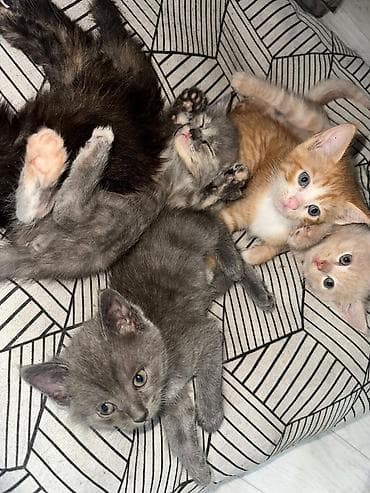 БЕСПЛАТНО ОТДАДИМ В ХОРОШЫЕ РУКИ Котята, помёт домашних кошек, разного