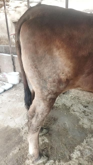 дойный корова: Продаю | Тёлка | Швицкая | Для разведения — 5