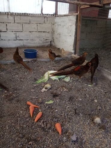 Ковролин: Продам золотых и лимонных фазанов этого года парами и по отдельности — 6