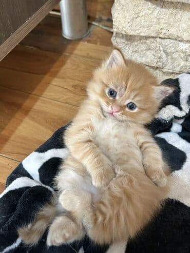 во сколько месяцев стерилизовать кошку: Кошка даром: Беспородная, 3 месяца, Мальчик — 2