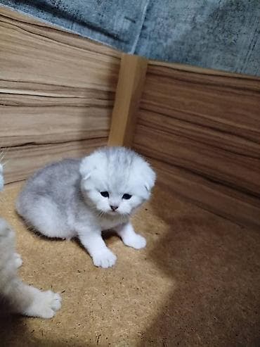 продам вислоухого котенка: Вязка: Скотиш Фолд (Шотландская вислоухая), Мальчик, 1 год, С документами, Серебристая шиншилла — 7