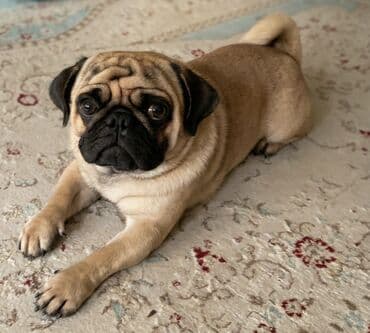 Вязка: Мопс, Самец, 2 года, С прививкой, С родословной