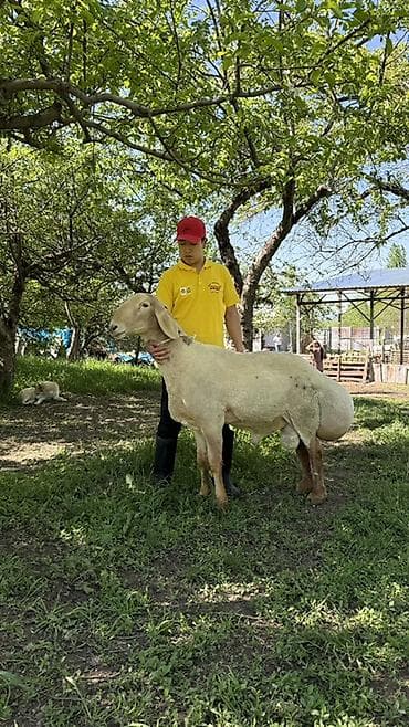 дончак тайлар: Продаю | Баран (самец) | Для разведения | Племенные — 4