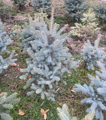 утеплитель для окон: Саженцы деревьев: Ели — 10