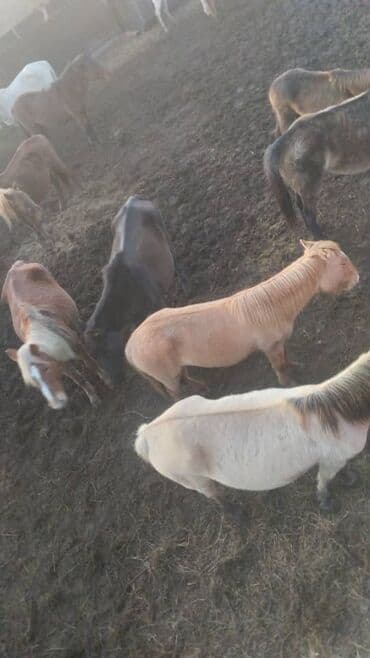 Грызуны: Продаю | Жеребец | Для разведения — 9