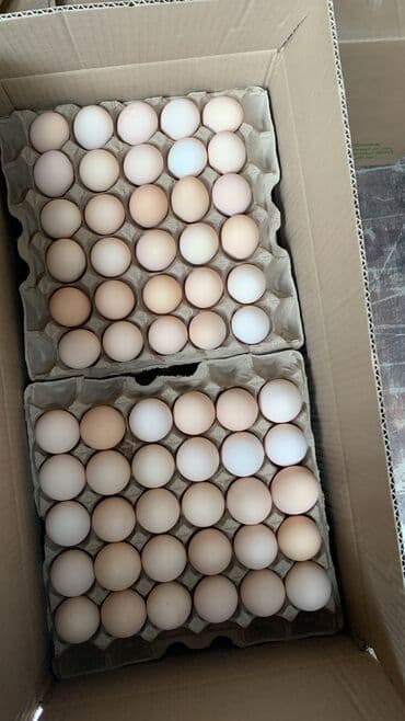 купить яйца куриные: Свежие домашние яйца 🥚 Продаю вкусные и натуральные яйца от домашних — 1