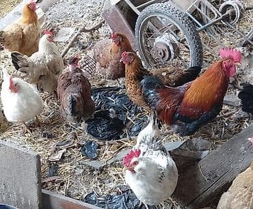 меняю на кур: Продаю | Куры, Петух — 2