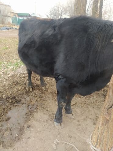 продаю музоо торпок корова самка бык самец айрширская ангус алатауская на забой для разведения на откорм племенные нетель привязанные: Продаю | Бык (самец) | На откорм | Привязанные — 2