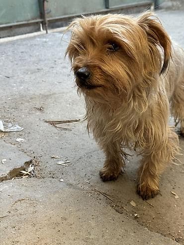 щенок бесплатно: 🐾 Найдена собака! Вчера в районе Рабочего городка, на пересечении улиц — 2