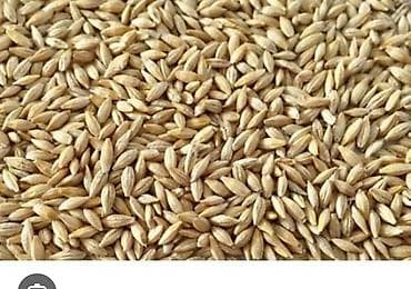 Ячмень около 5 тонн, - Цельное сухое зерно кукурузы жёлтых сортов -