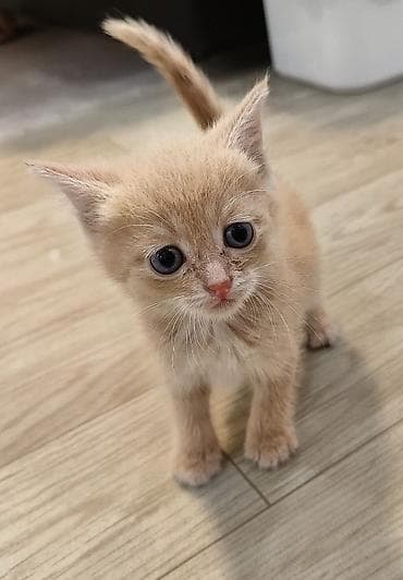 малинкие кошки: Беспородная, 2 месяца, Мальчик, Приучена к лотку — 4