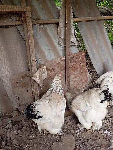 продам курей: Продаются 8 куриц и 3 петуха.находятся в городе Кант — 10