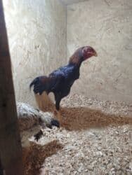 оборудование для кур: Продаю | Куры — 7