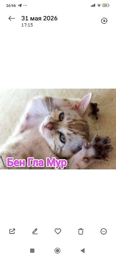 Продажа кошек: Бенгальская, 2 месяца, Девочка, Приучена к лотку, Проглистована, С документами — 9