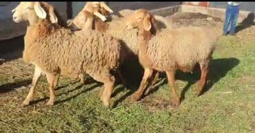 арашан матки: Сатам | Ургаачы кой (ургаачы), Козу | Арашан — 7